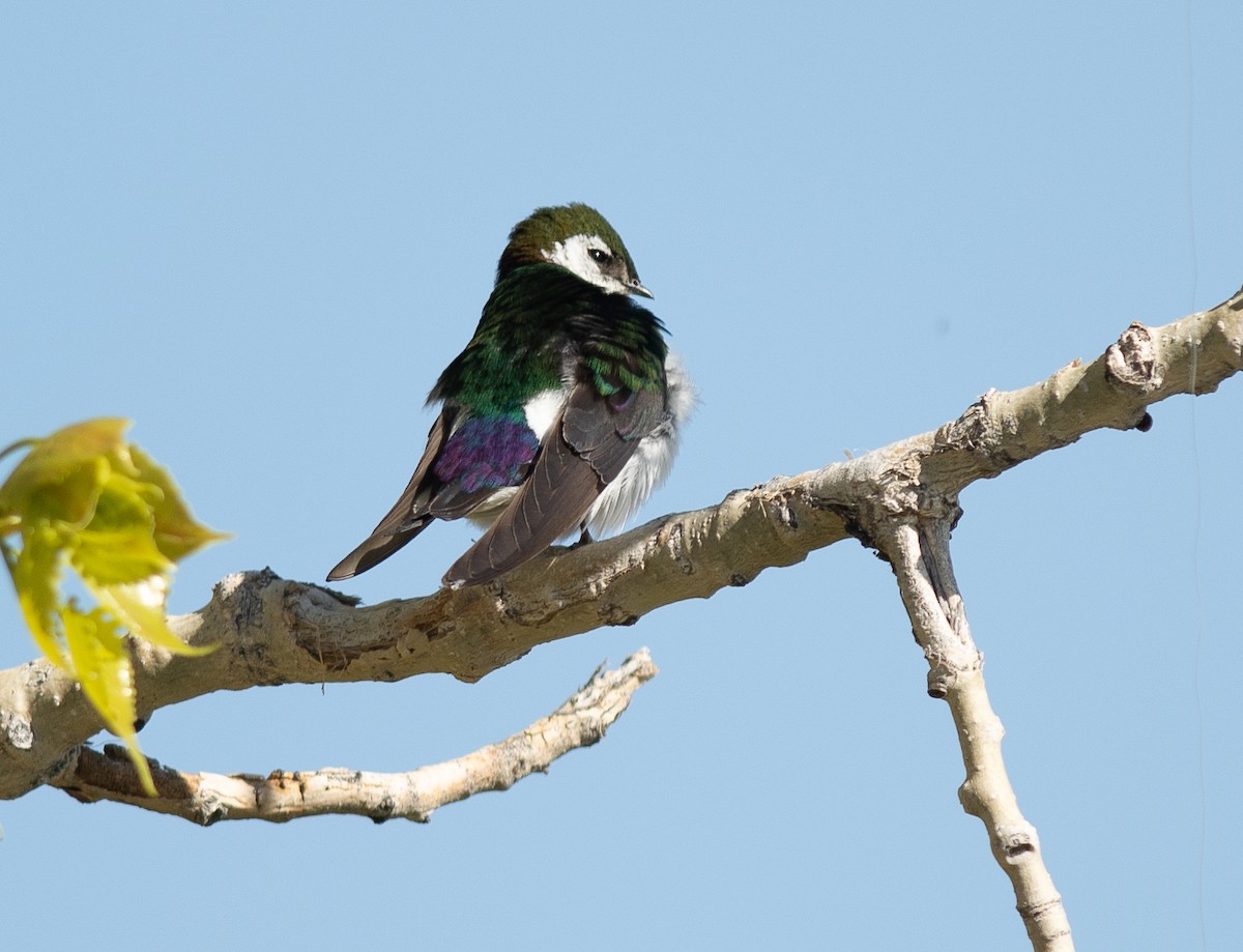 Violet-green Swallow - ML618641927