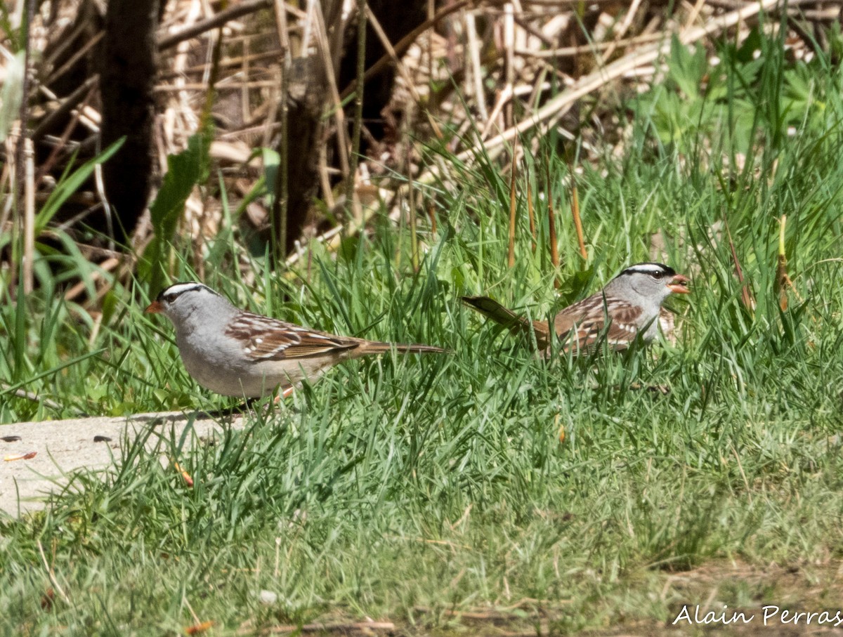 White-crowned Sparrow - ML618641938