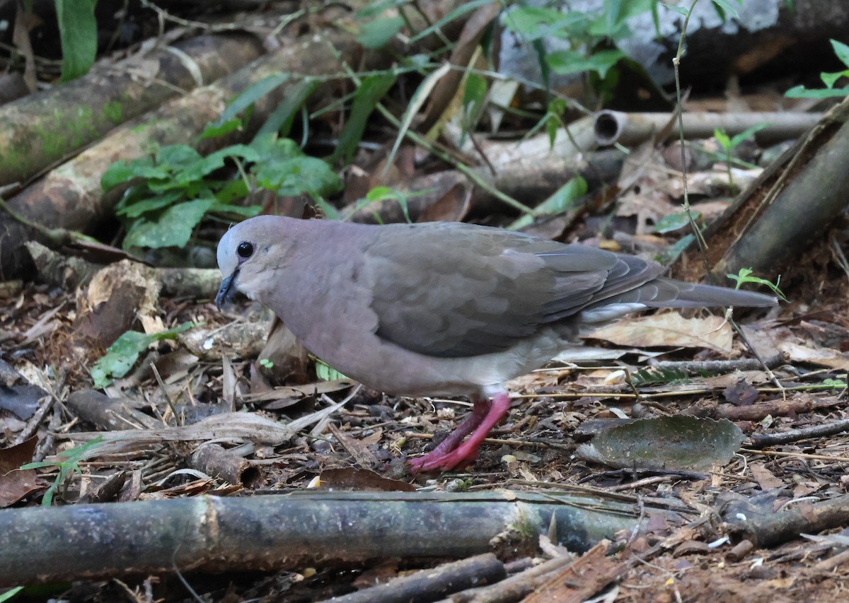 Gray-fronted Dove - ML618641942
