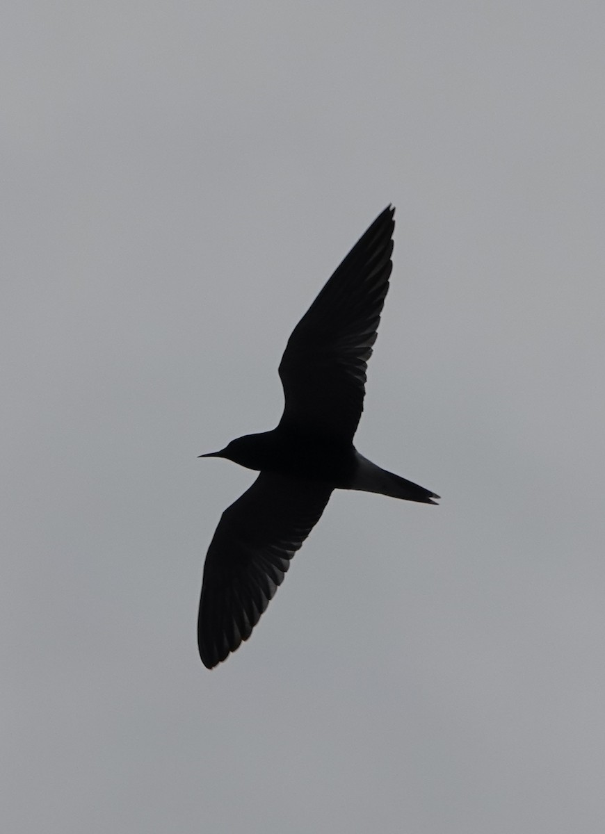 Black Tern - ML618642013