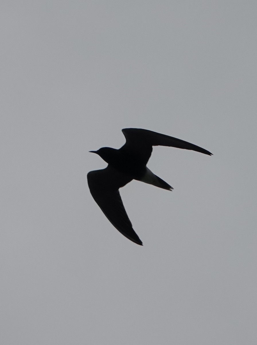 Black Tern - ML618642014