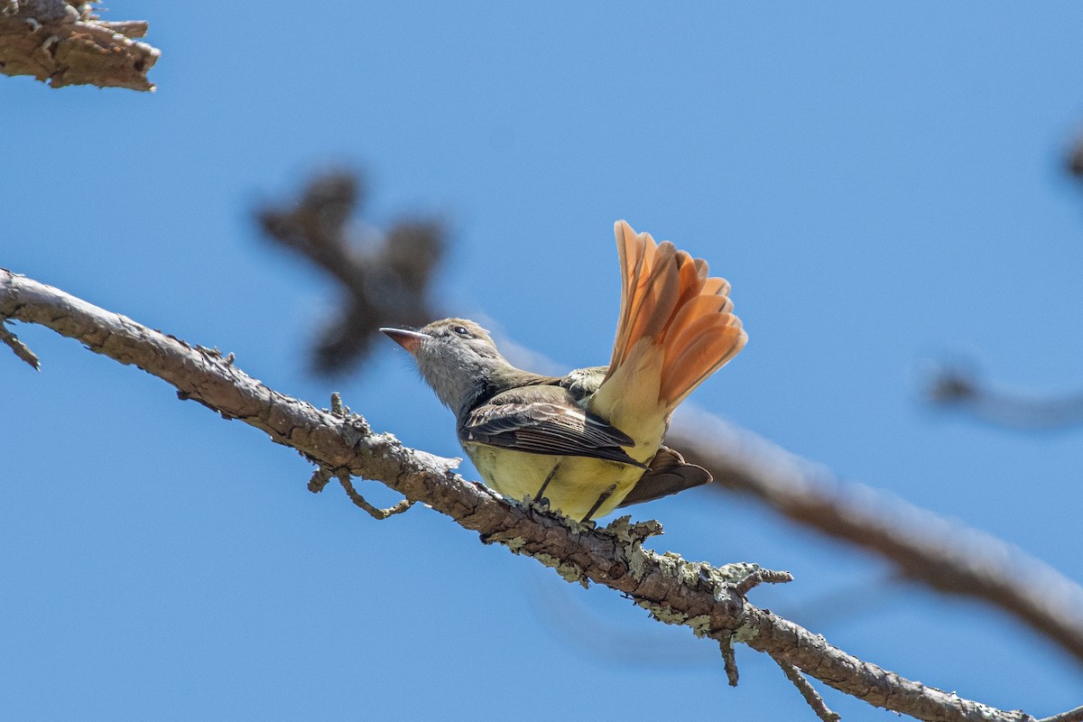Great Crested Flycatcher - ML618642029