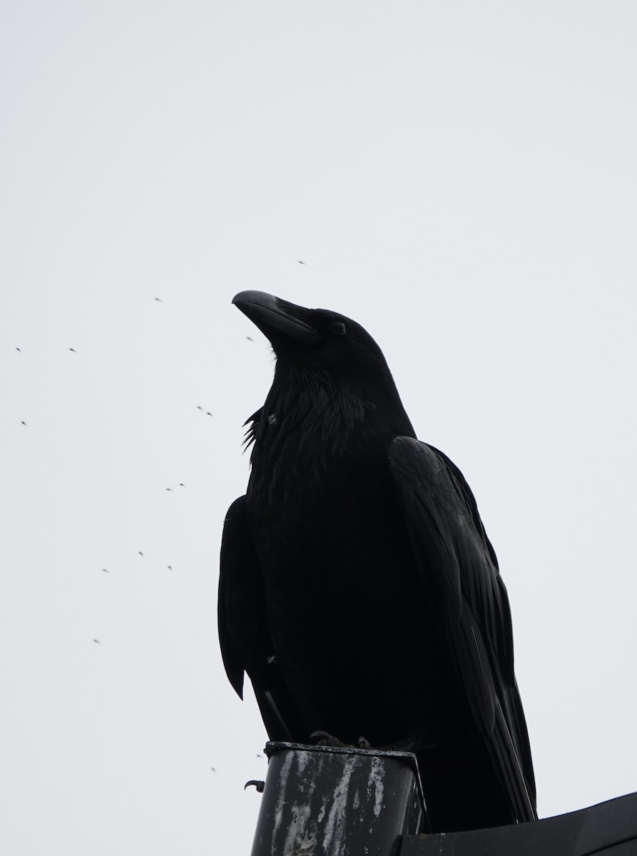 Common Raven - ML618642030