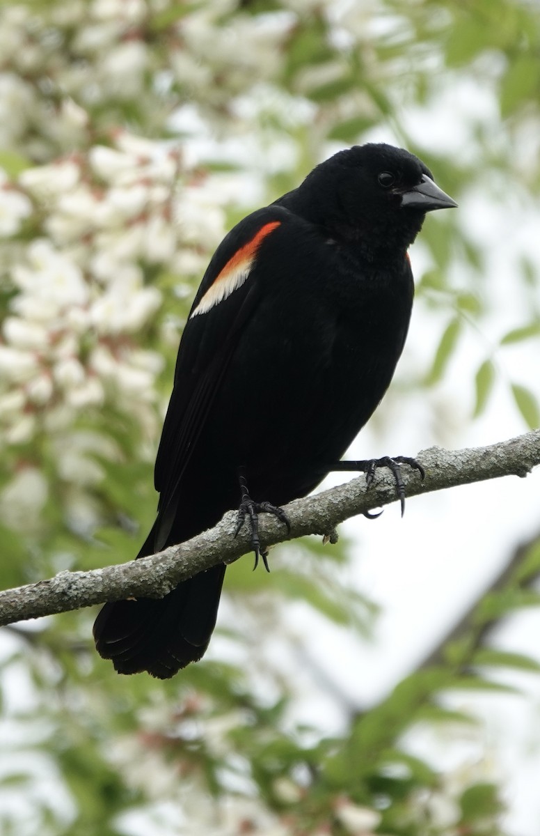 Red-winged Blackbird - ML618642044