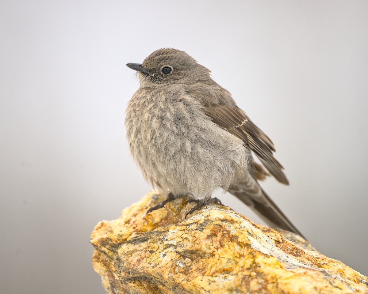 Townsend's Solitaire - ML618642190