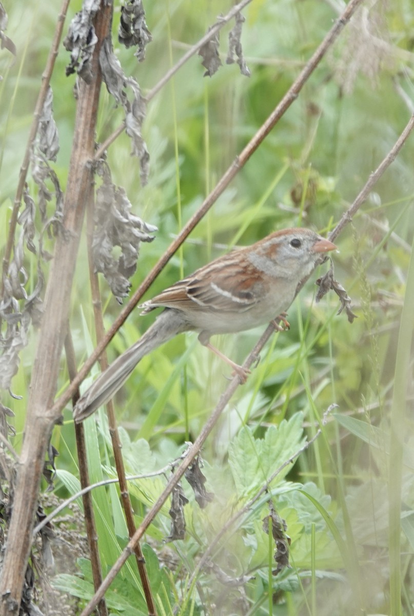Field Sparrow - ML618642194