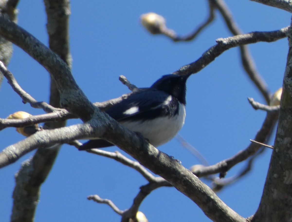 Black-throated Blue Warbler - ML618642202