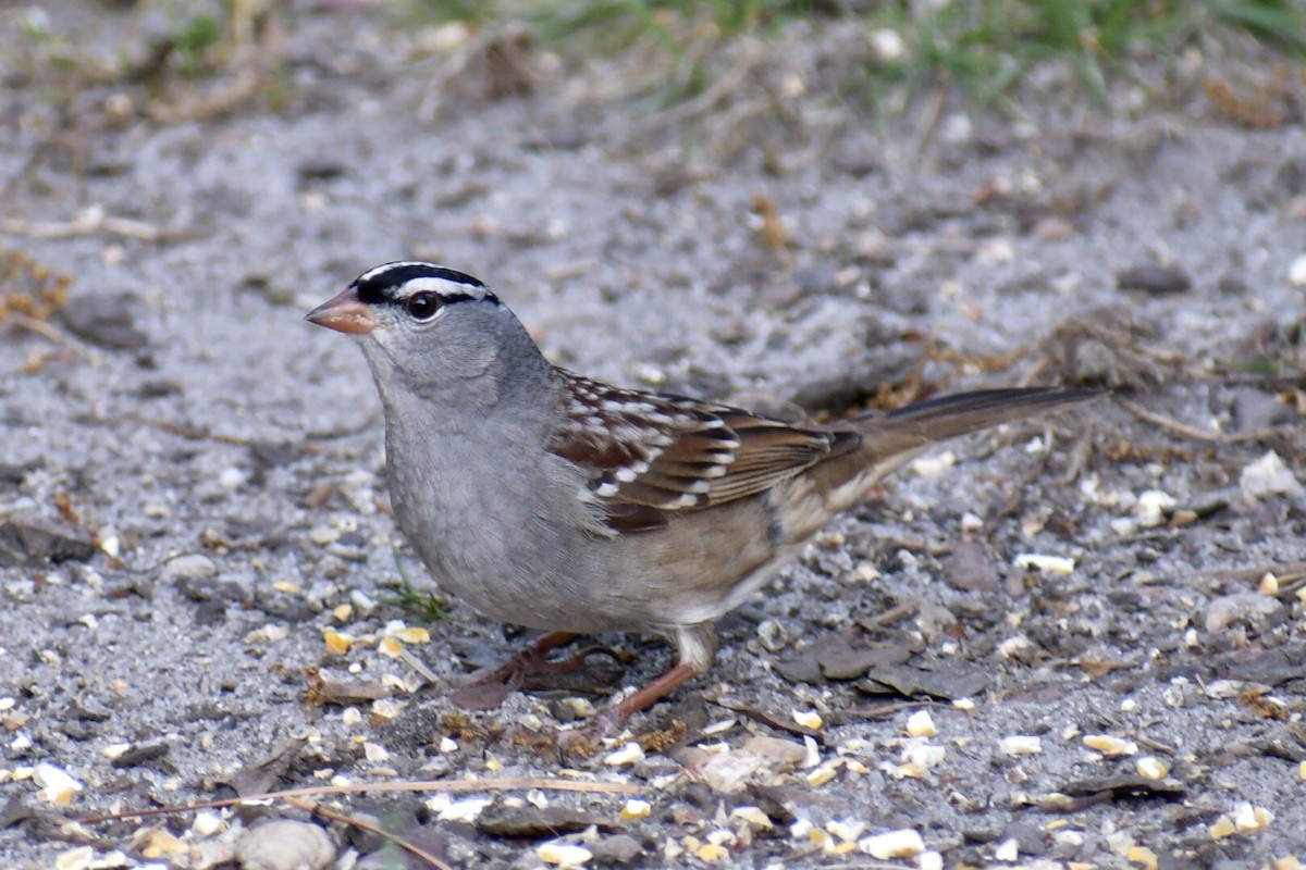 White-crowned Sparrow - ML618642259