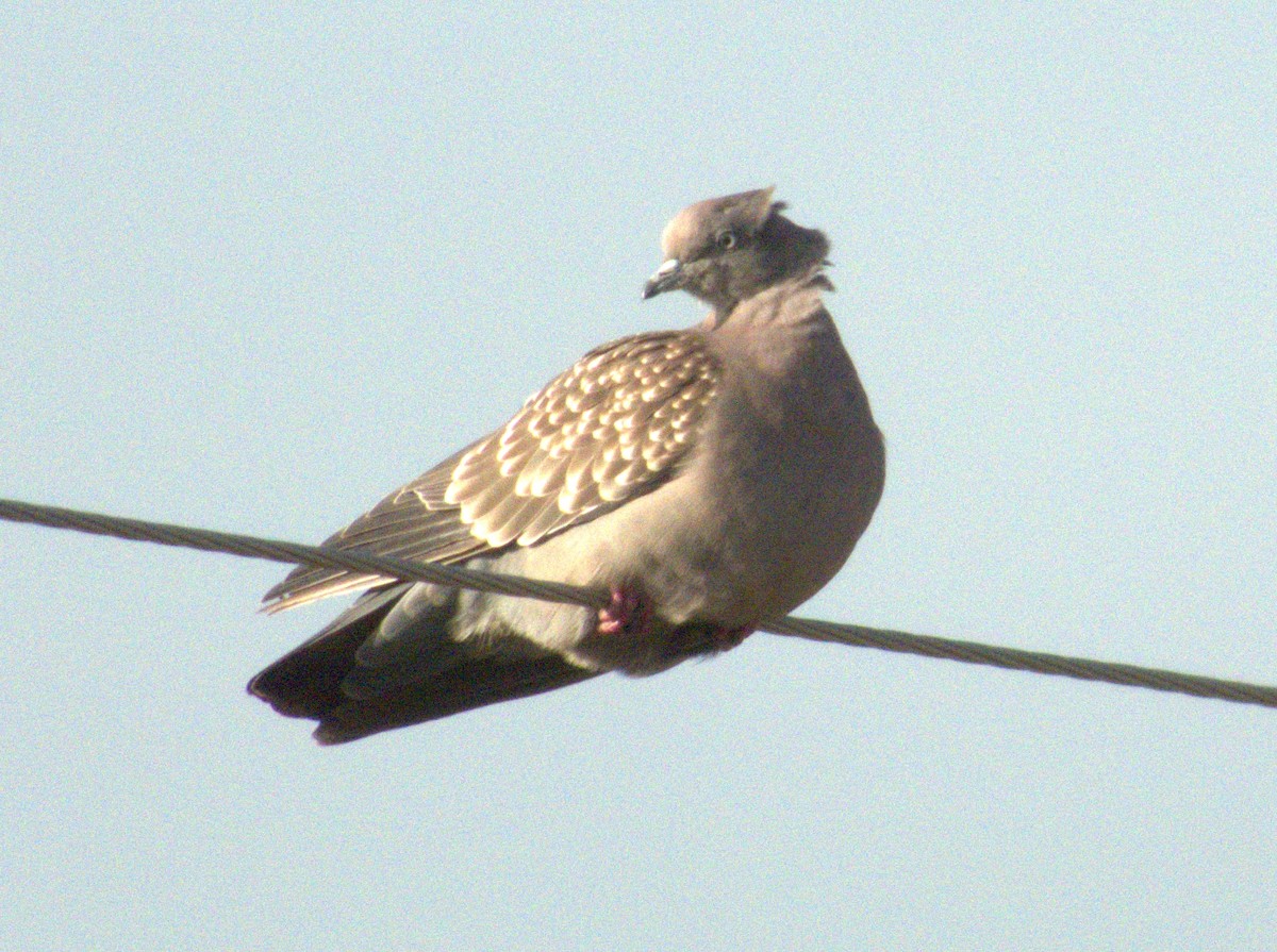 Spot-winged Pigeon - ML618642298