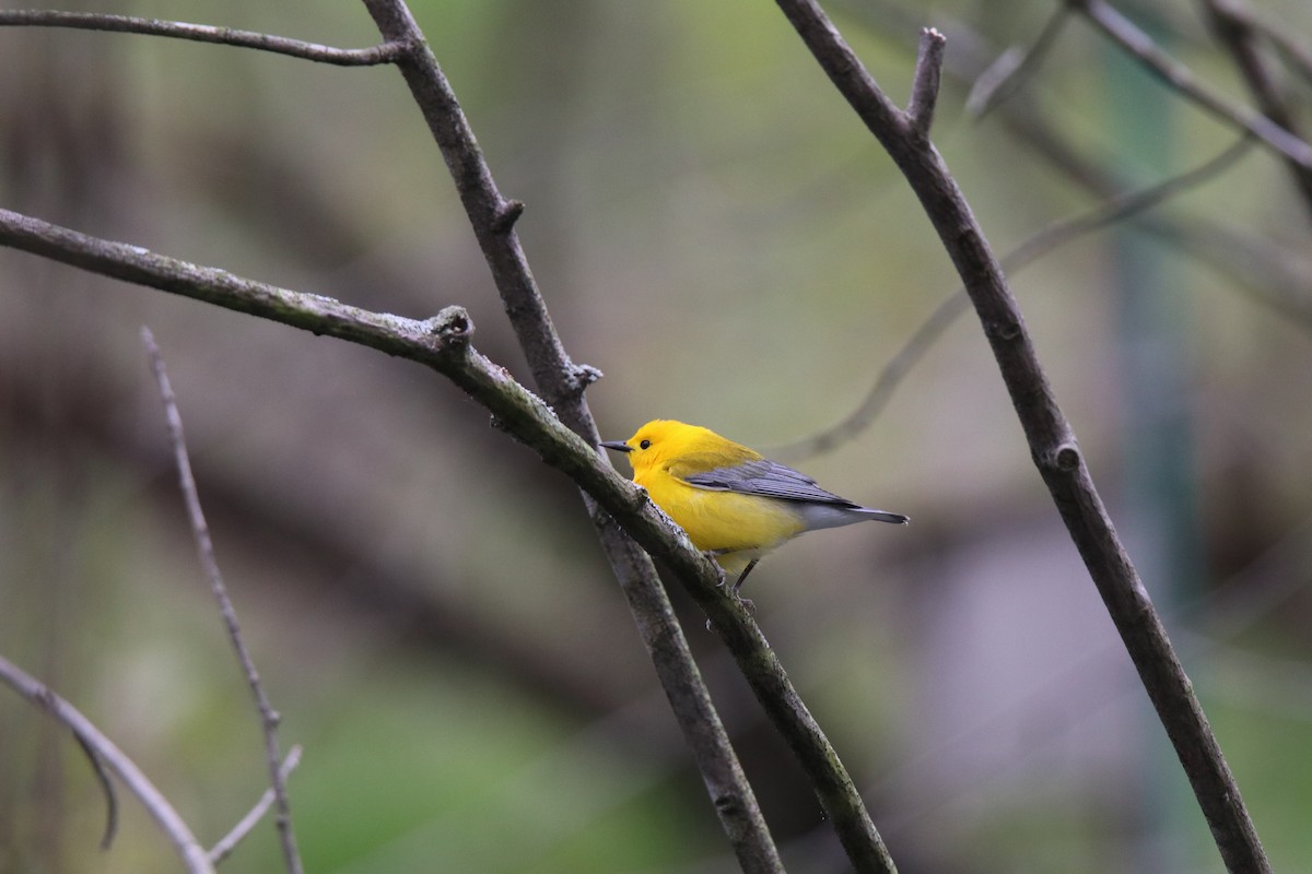 Prothonotary Warbler - ML618642300