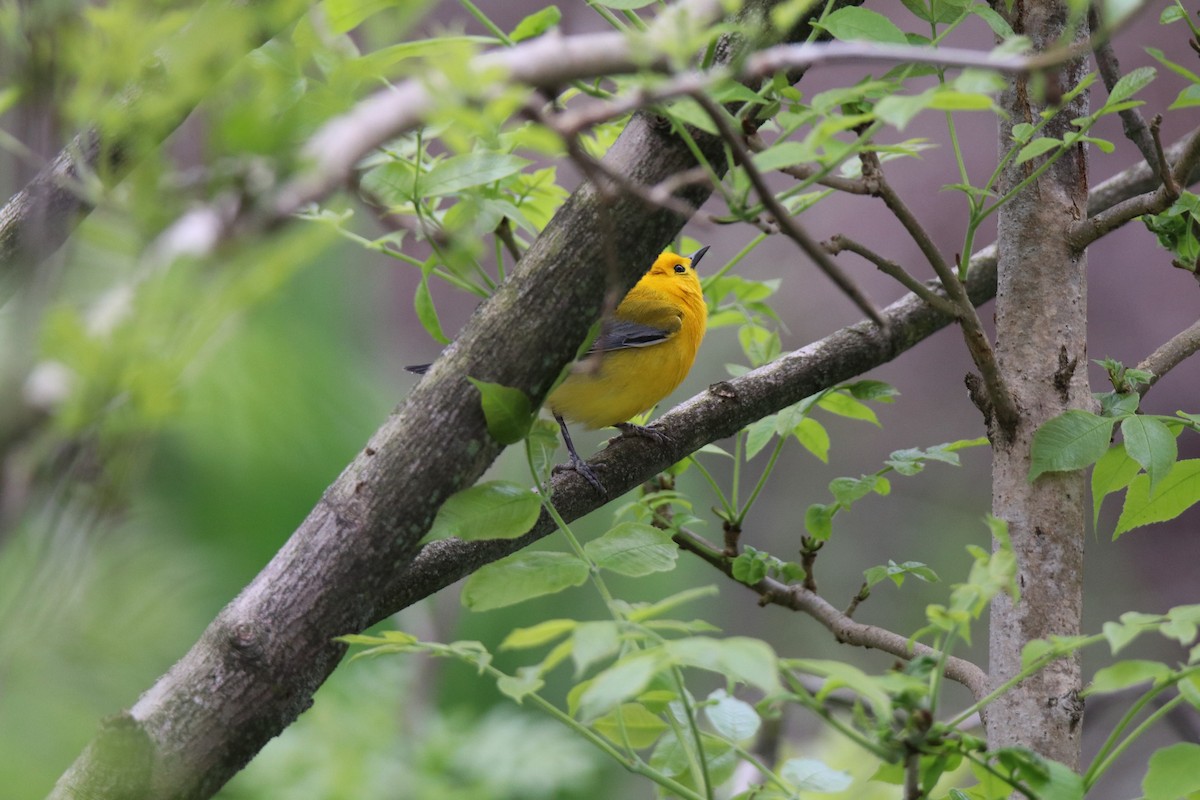 Prothonotary Warbler - ML618642301