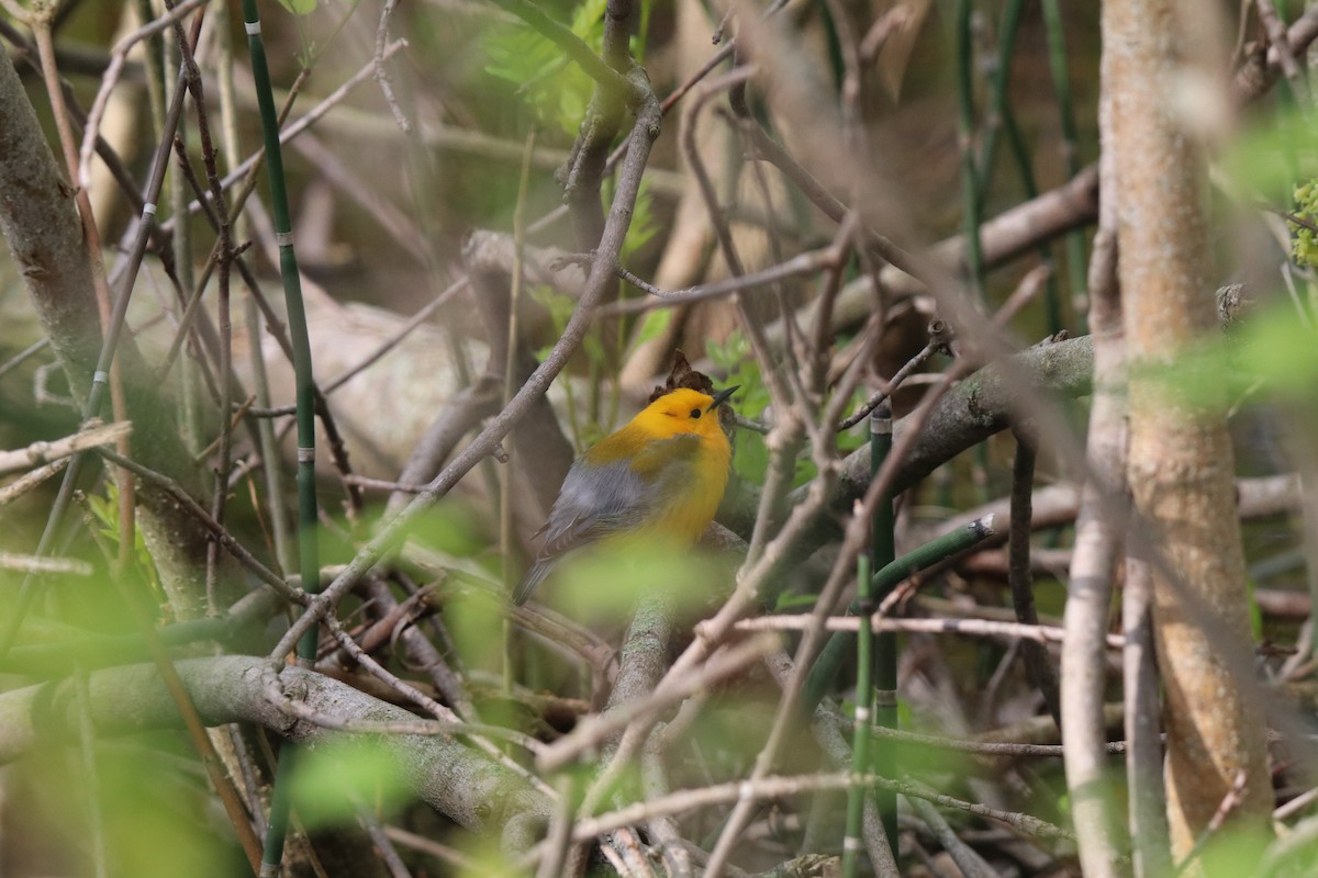 Prothonotary Warbler - ML618642302