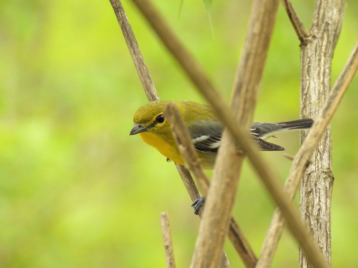 Yellow-throated Vireo - Bill Nolting