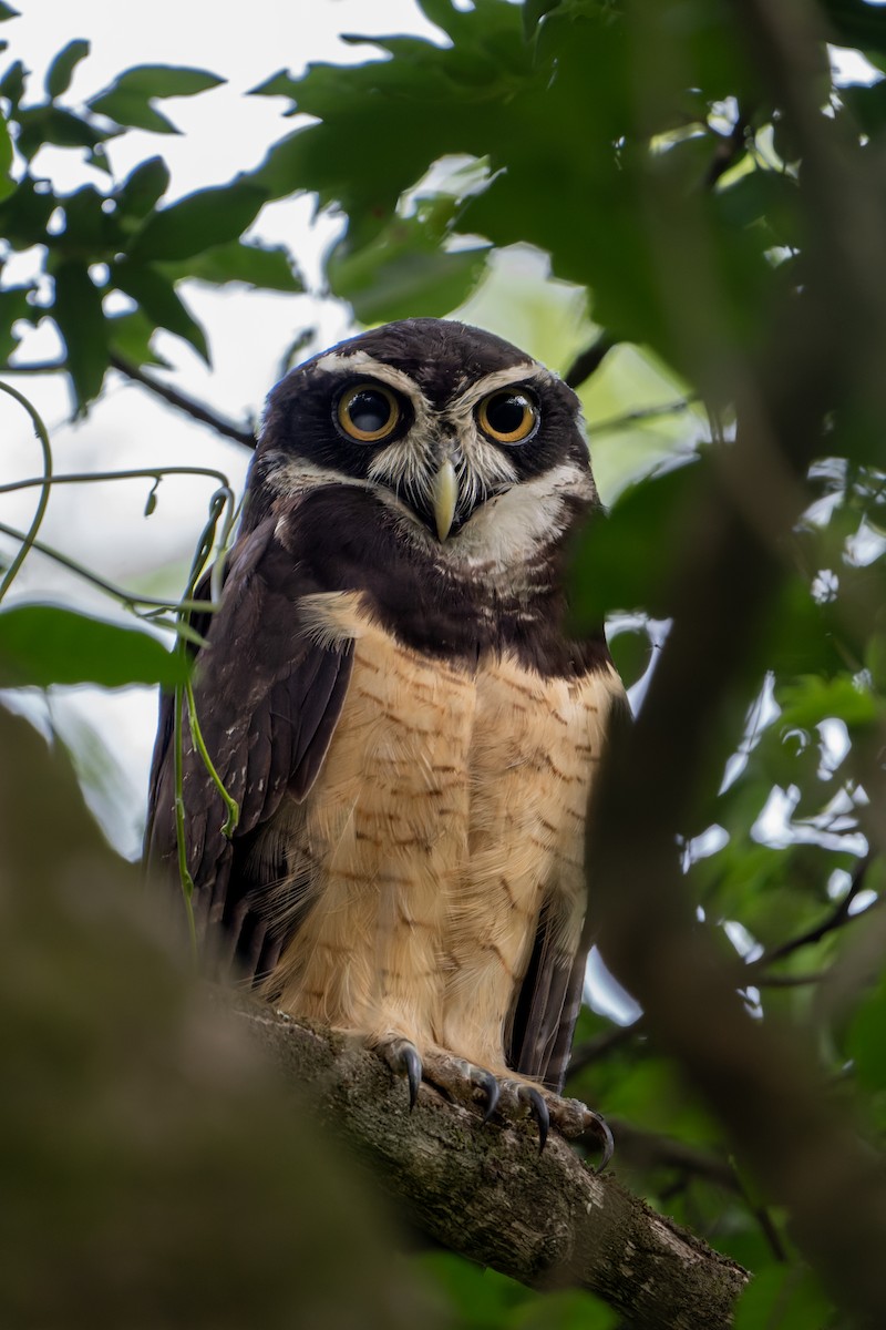 Spectacled Owl - ML618642336