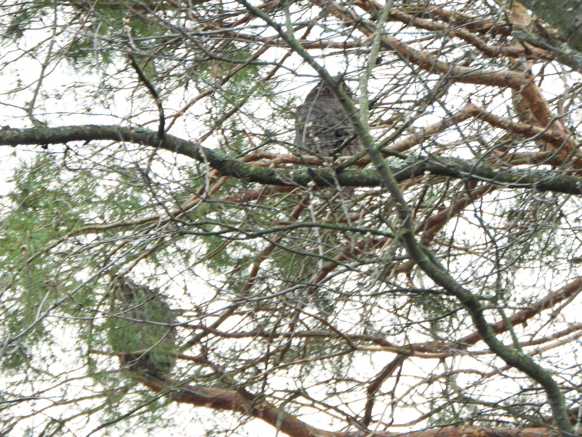 Great Horned Owl - ML618642383