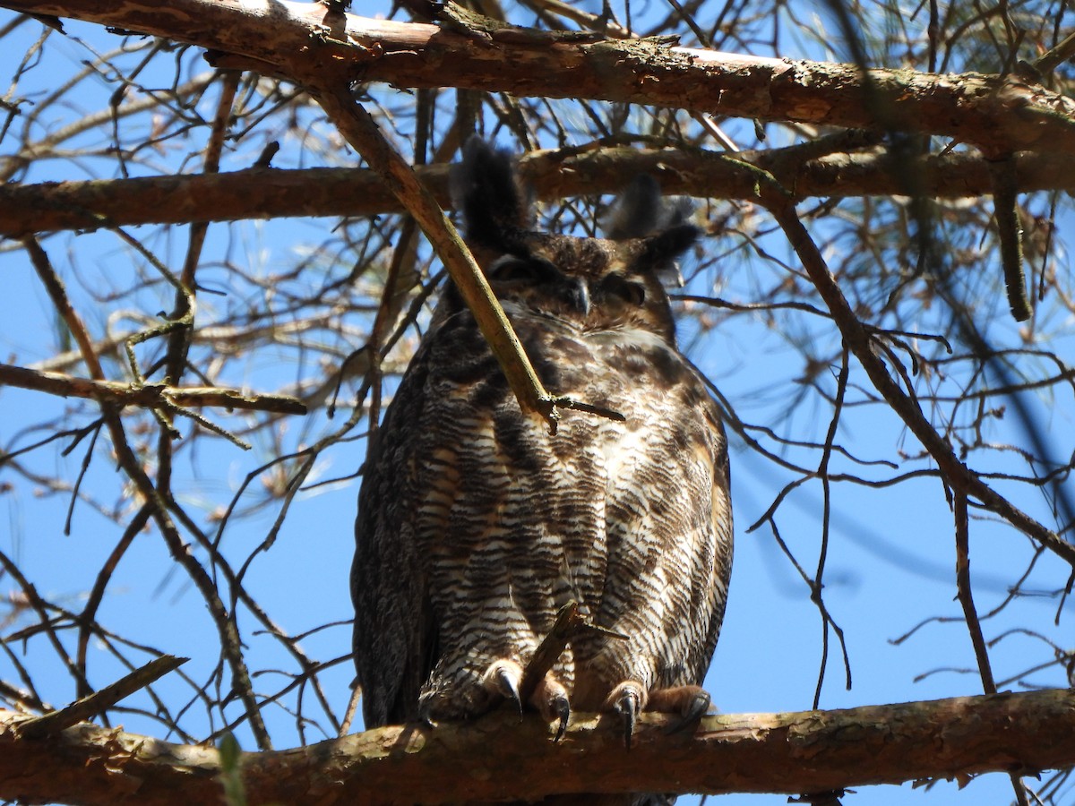 Great Horned Owl - ML618642384