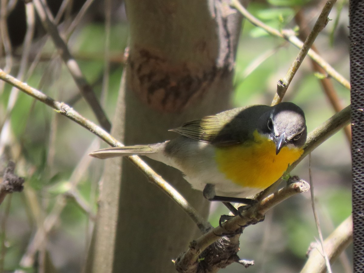 Yellow-breasted Chat - ML618642405