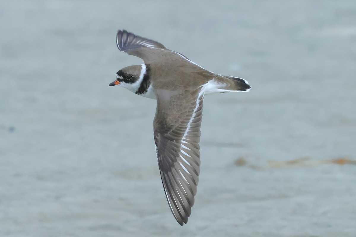 Semipalmated Plover - ML618642410