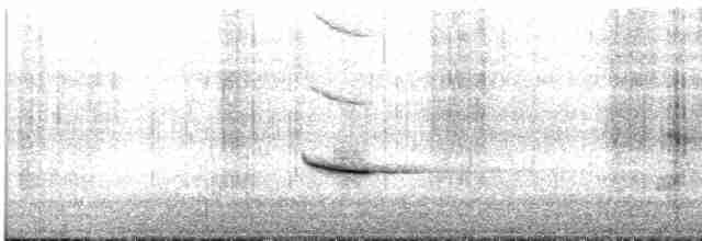 Дрізд-короткодзьоб плямистоволий - ML618642415