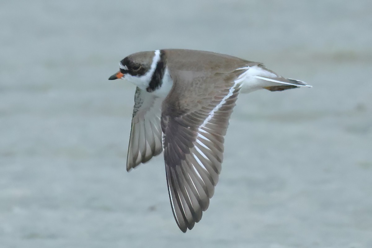 Semipalmated Plover - ML618642428