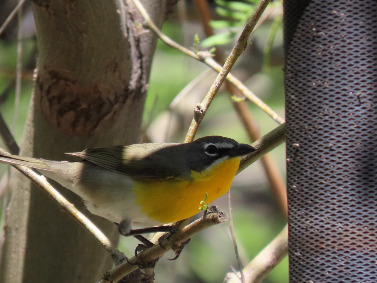 Yellow-breasted Chat - ML618642436