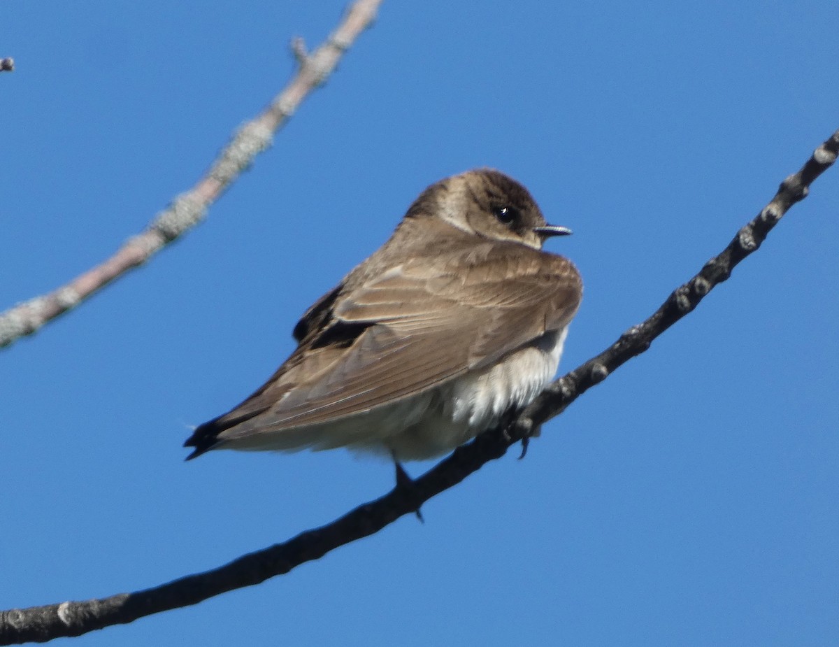 Northern Rough-winged Swallow - Paul Mackenzie