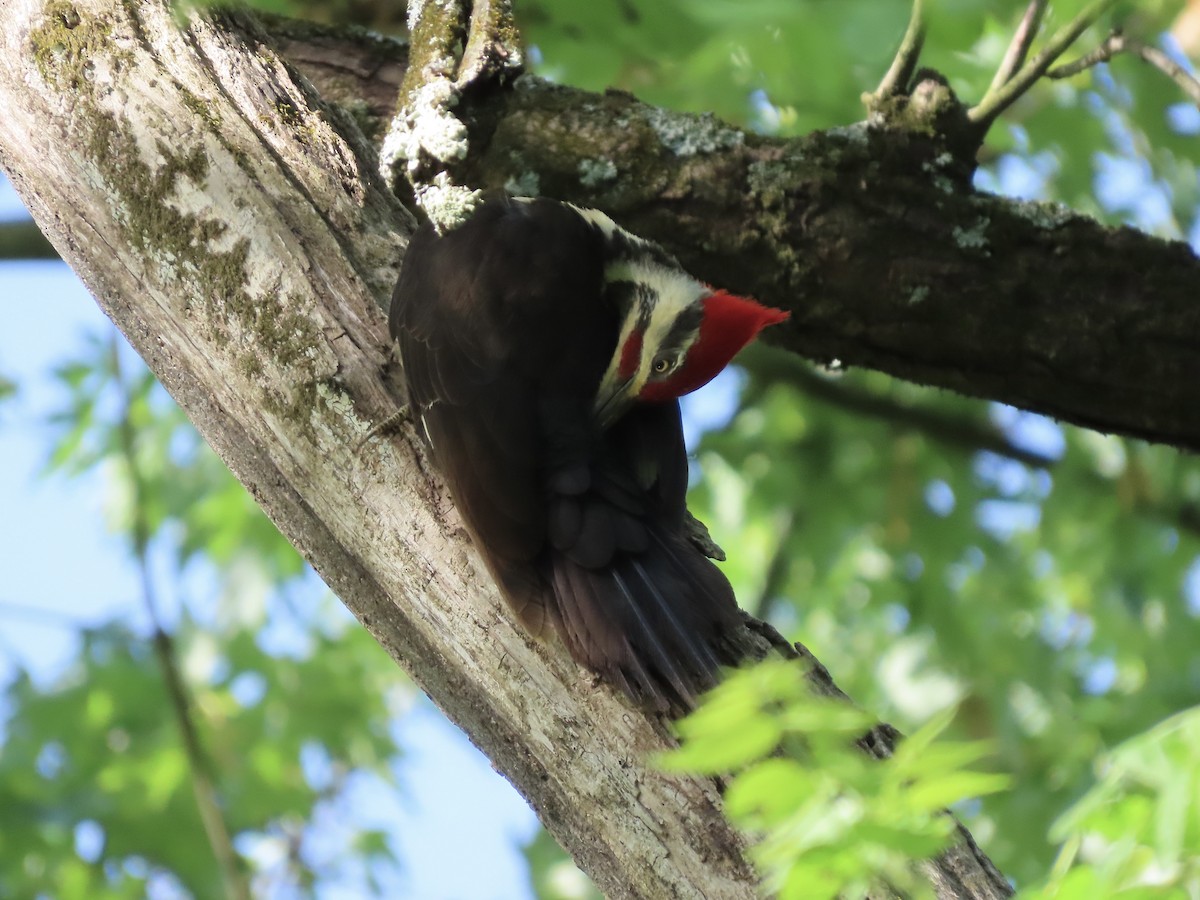 Pileated Woodpecker - ML618642506