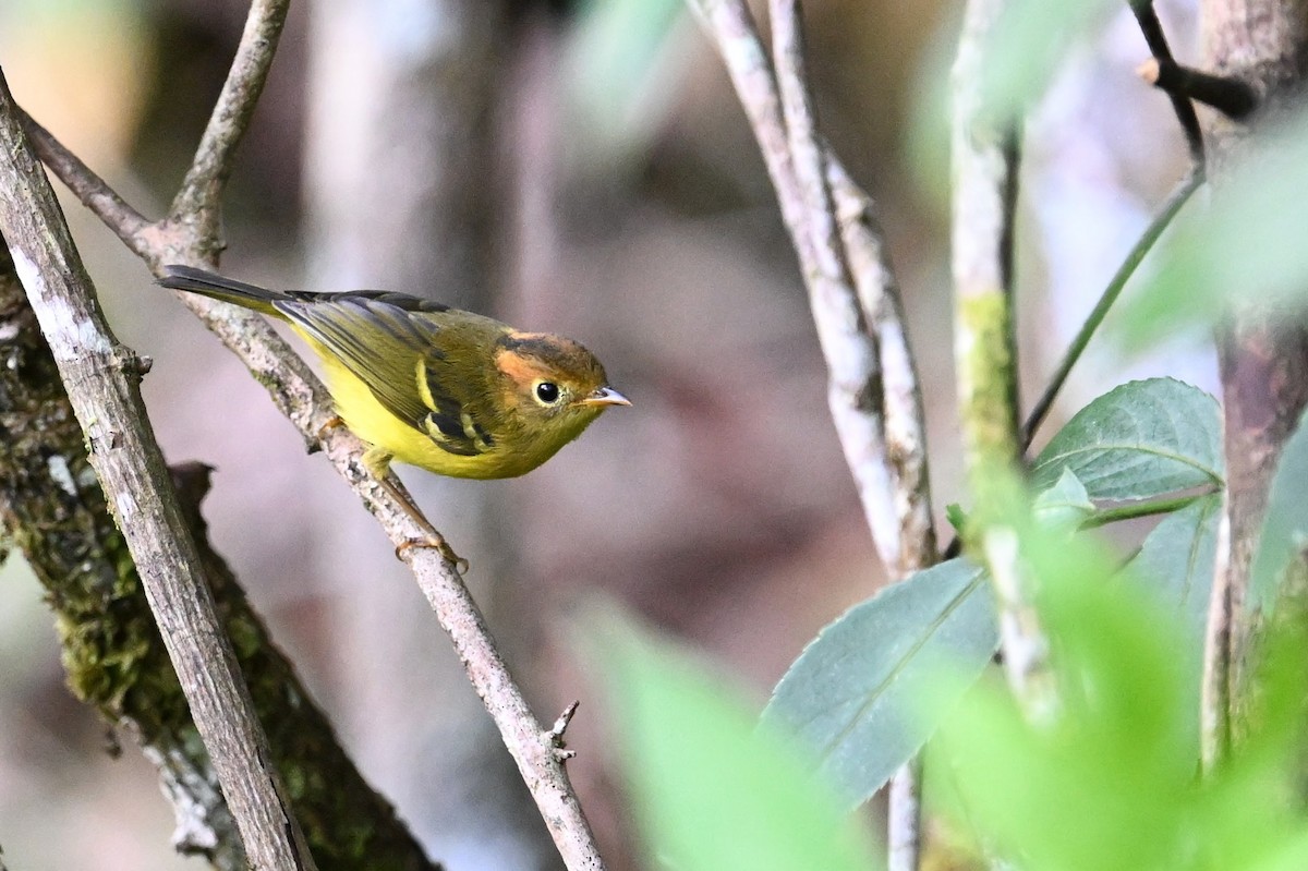 Yellow-breasted Warbler - ML618642520
