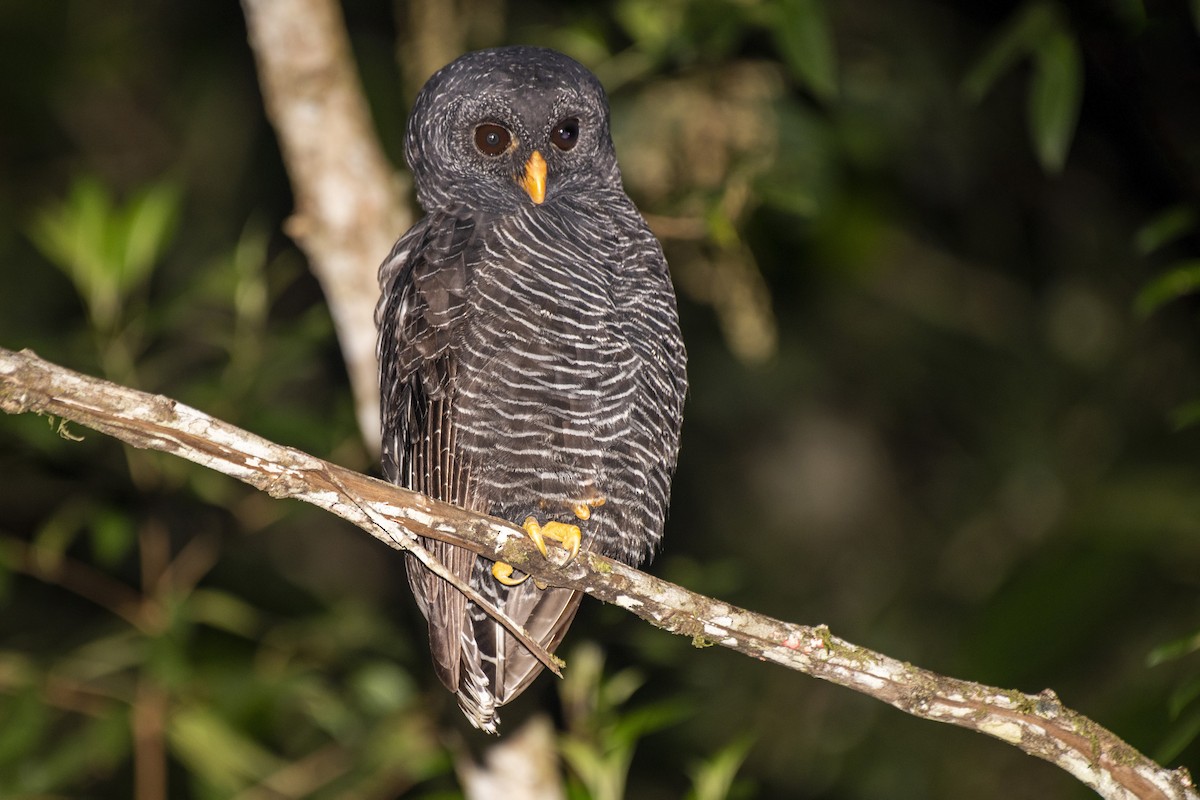 Black-banded Owl - ML618642526