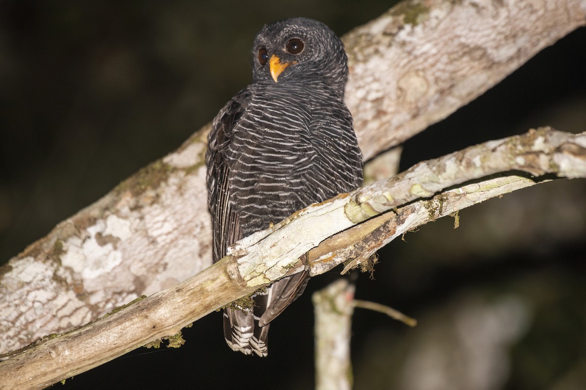 Black-banded Owl - ML618642527