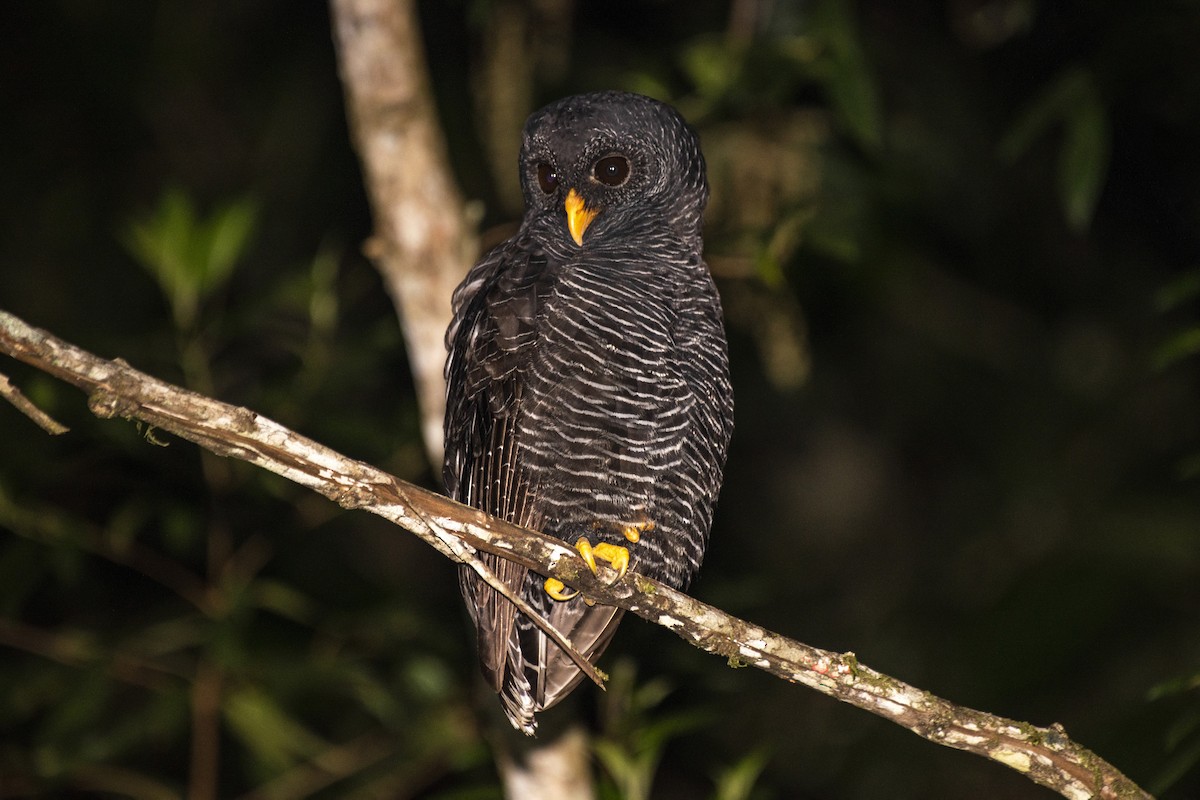 Black-banded Owl - ML618642528