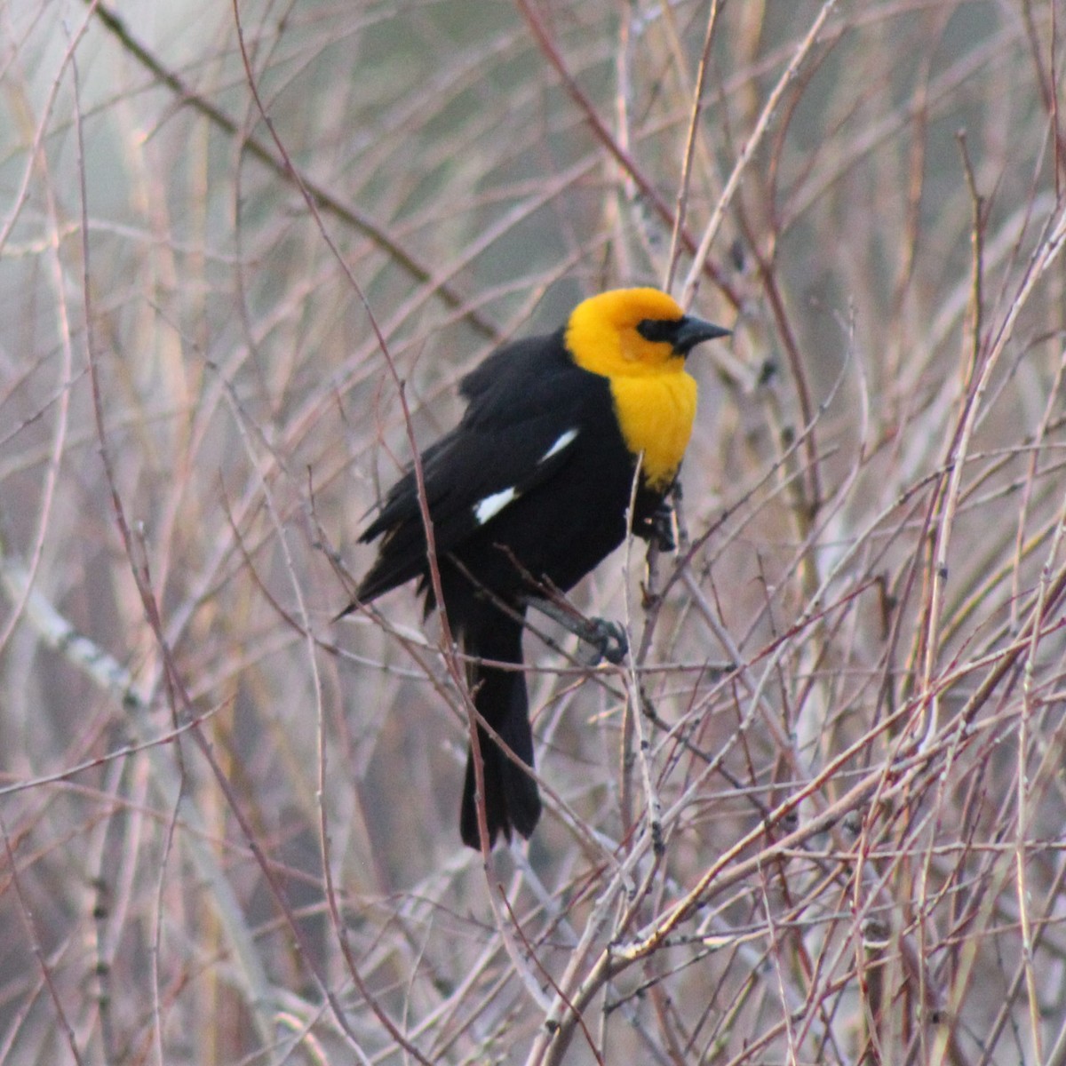 Yellow-headed Blackbird - ML618642529