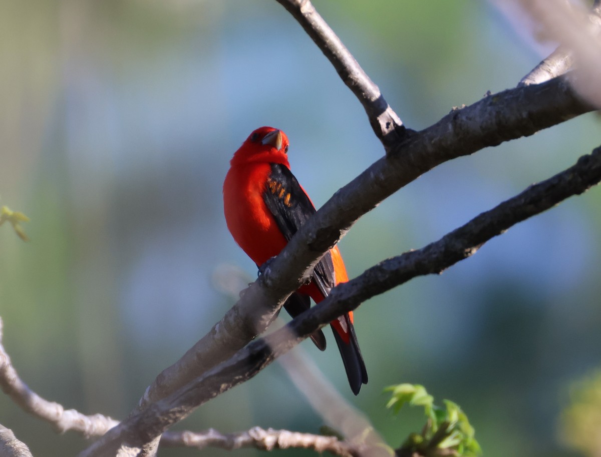 Scarlet Tanager - ML618642533