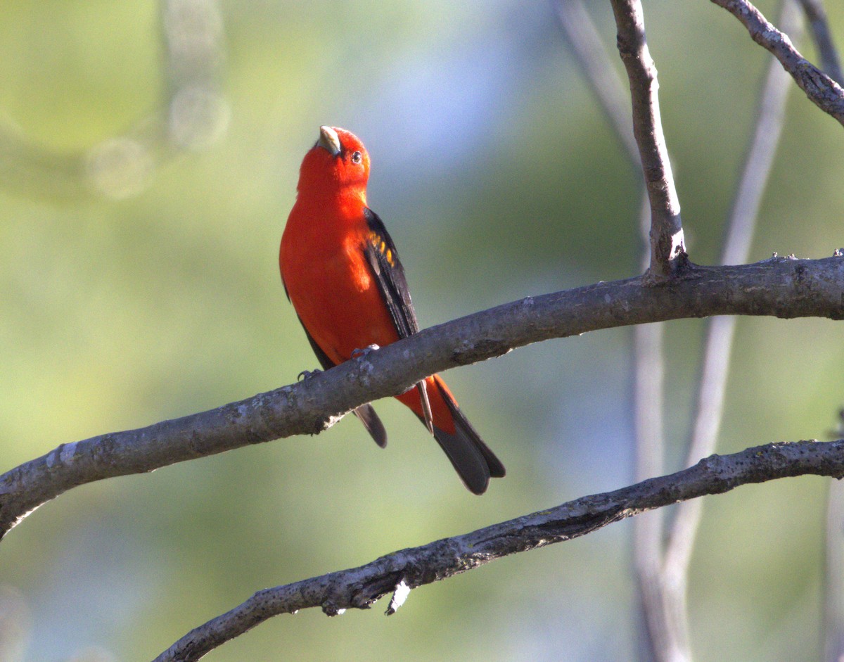 Scarlet Tanager - ML618642534