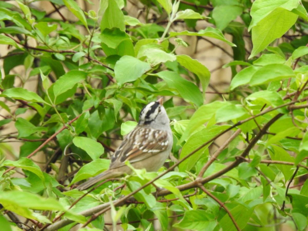 White-crowned Sparrow - ML618642537