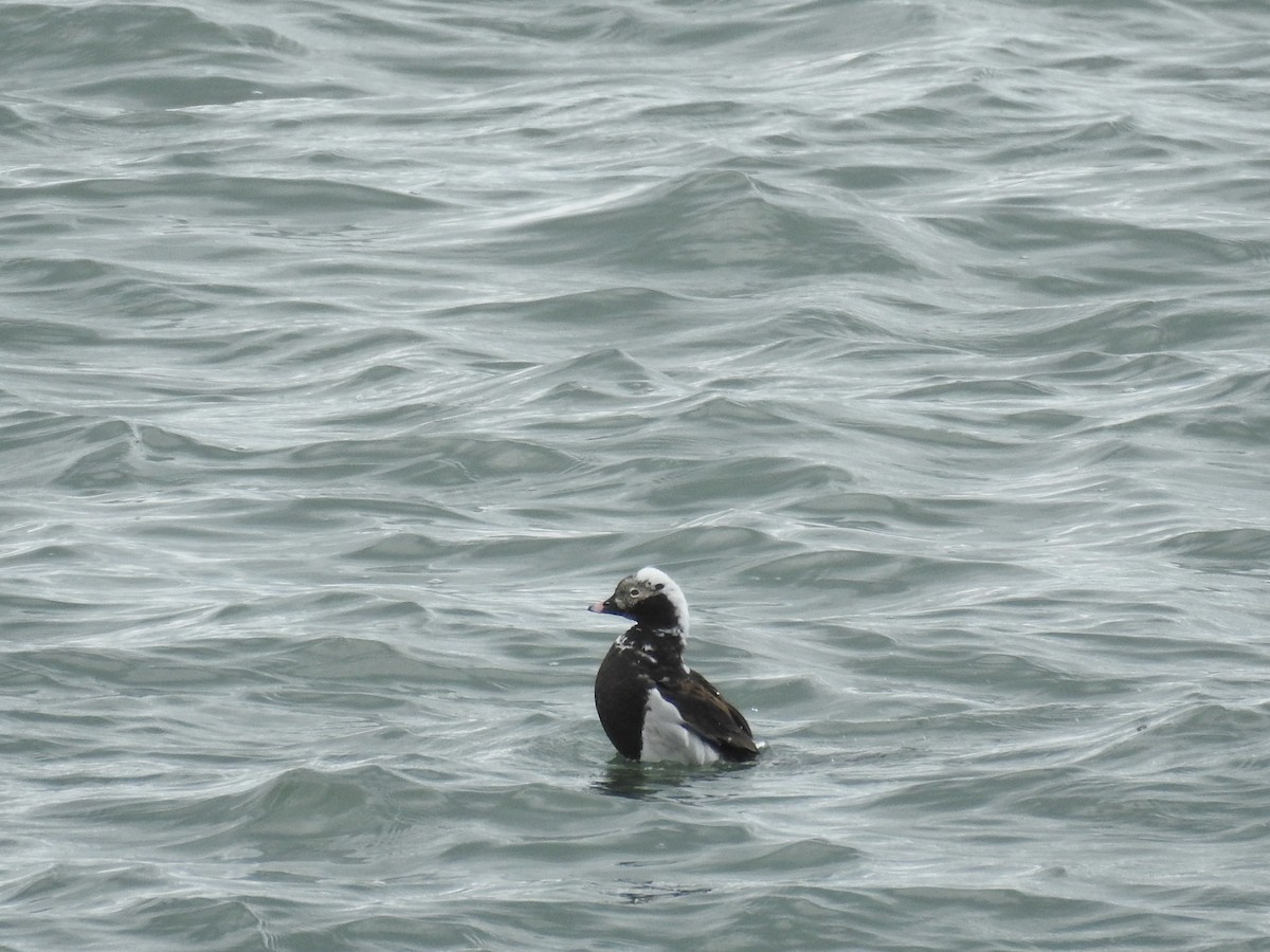 Long-tailed Duck - ML618642589