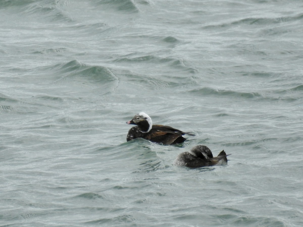 Long-tailed Duck - ML618642590
