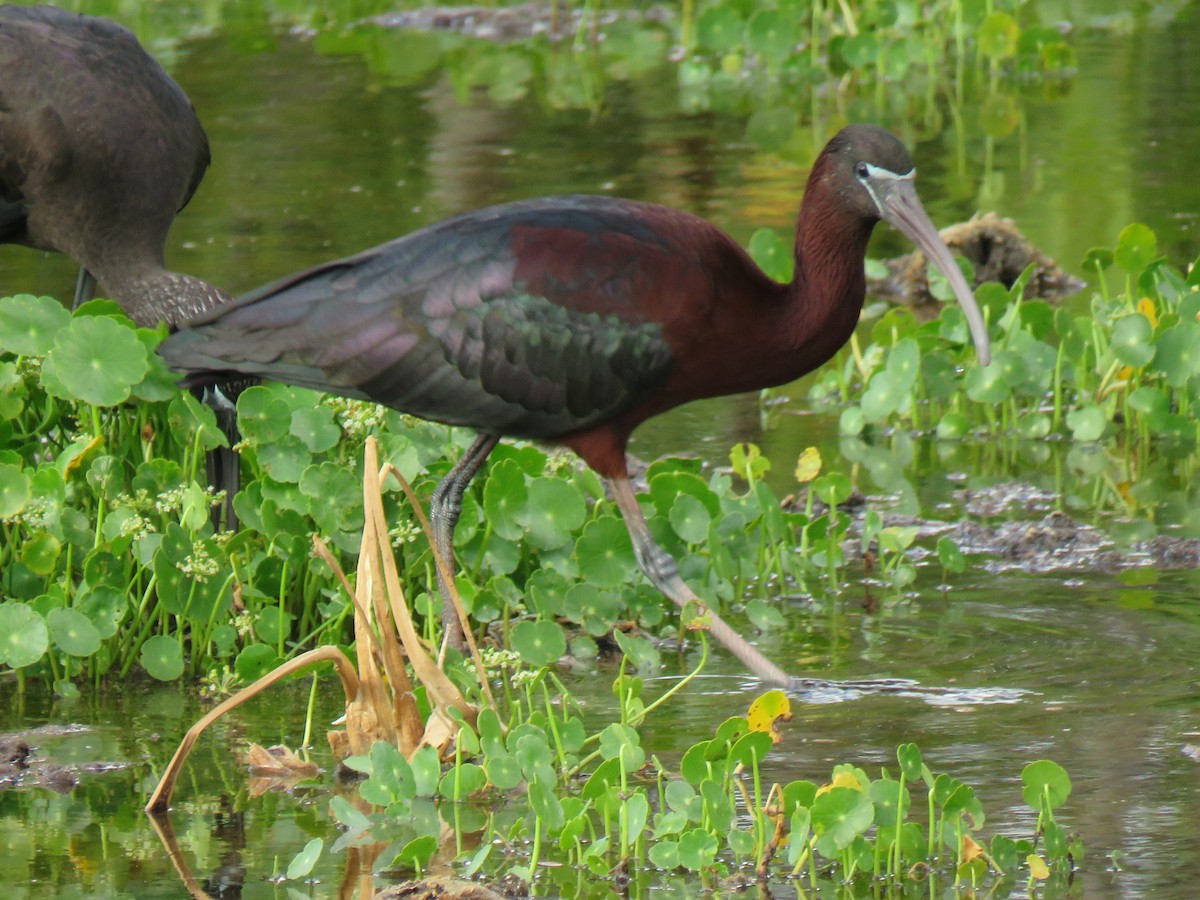 ibis hnědý - ML618642634