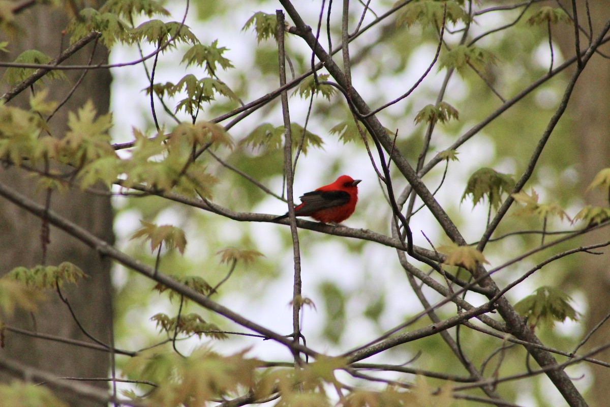 Scarlet Tanager - ML618642641