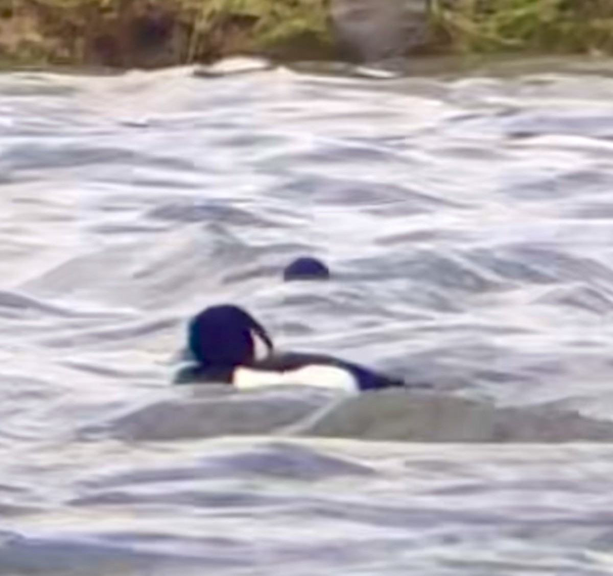 Tufted Duck - ML618642687