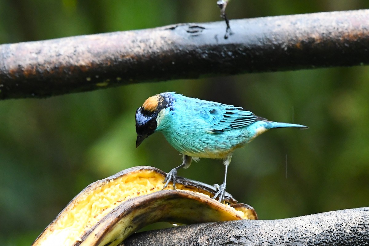 Golden-naped Tanager - ML618642692