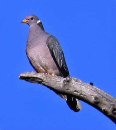 Band-tailed Pigeon - ML618642742