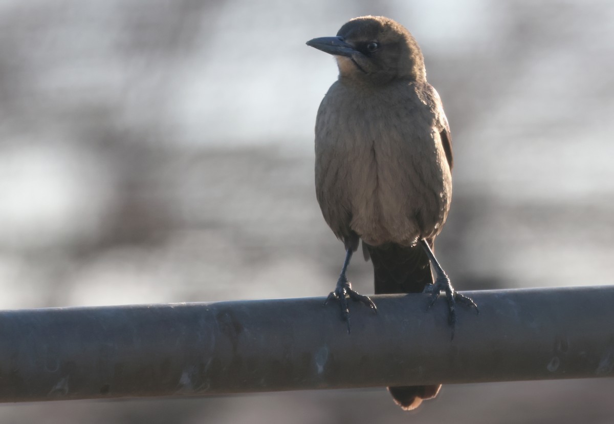 Great-tailed Grackle - ML618642757