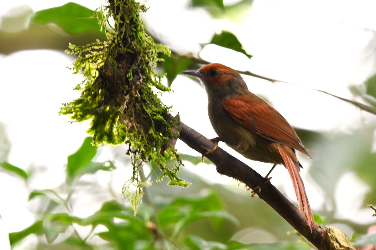 Red-faced Spinetail - ML618642804