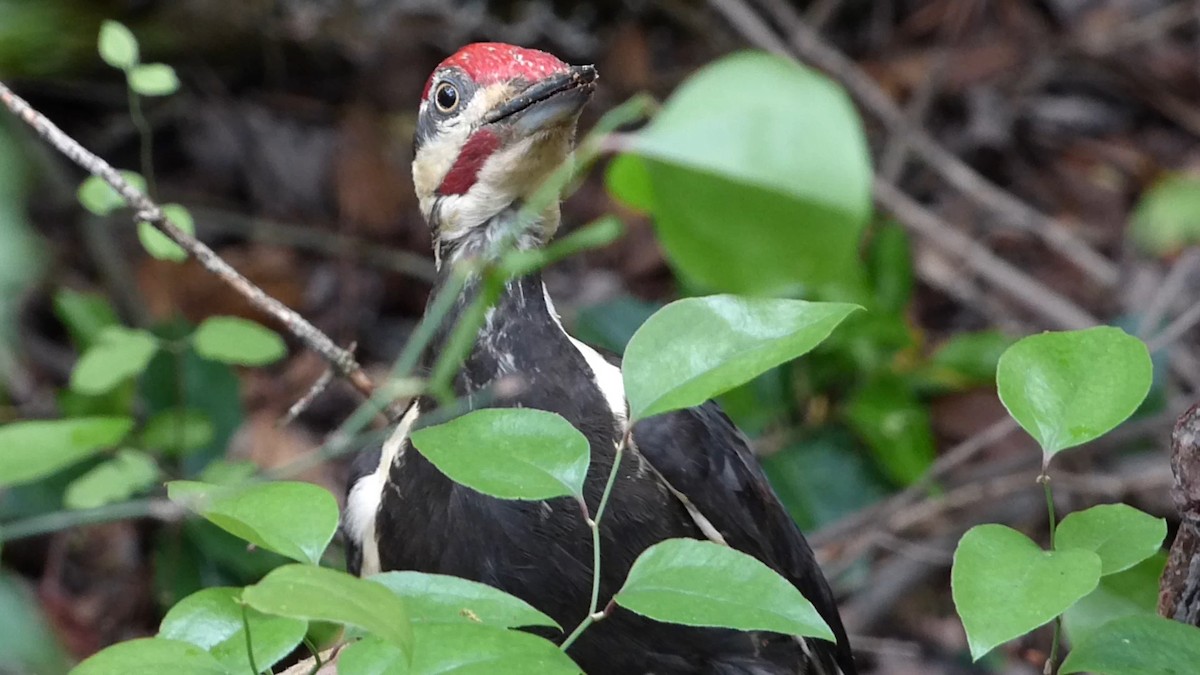 Pileated Woodpecker - ML618642810