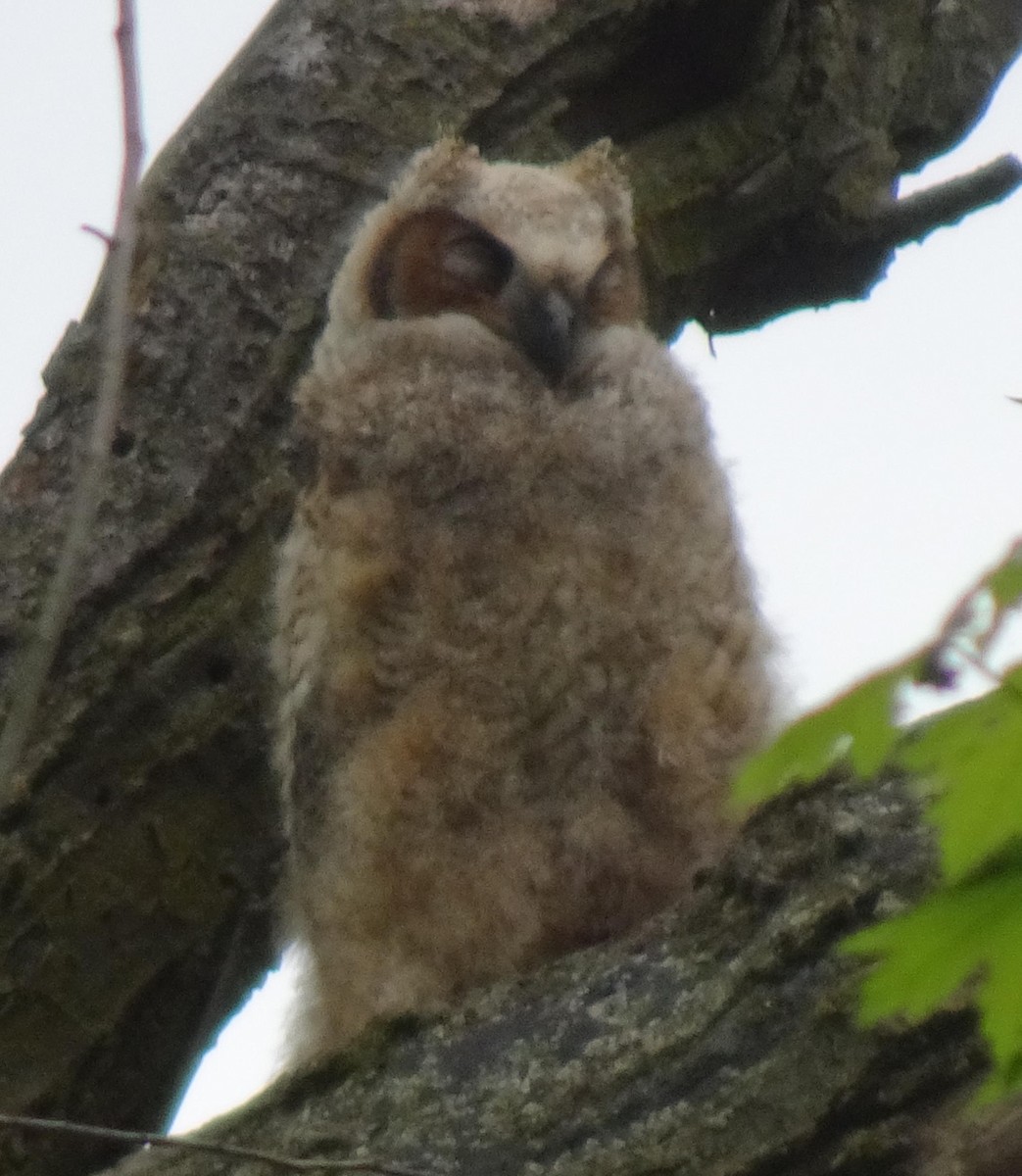 Great Horned Owl - ML618642827