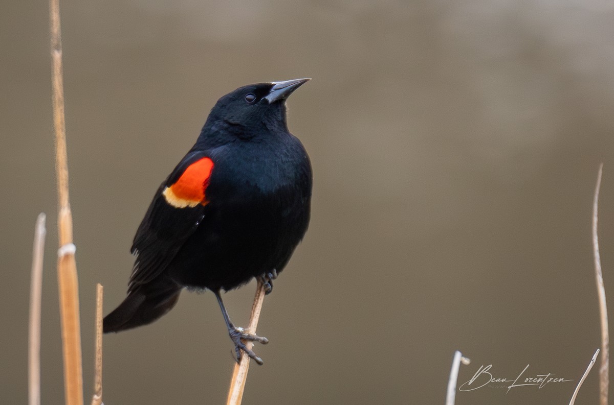 Red-winged Blackbird - Beau Lorentzen