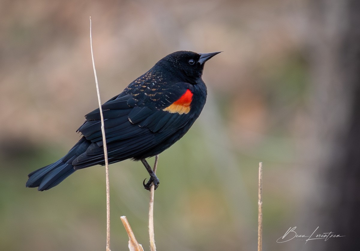 Red-winged Blackbird - ML618642863