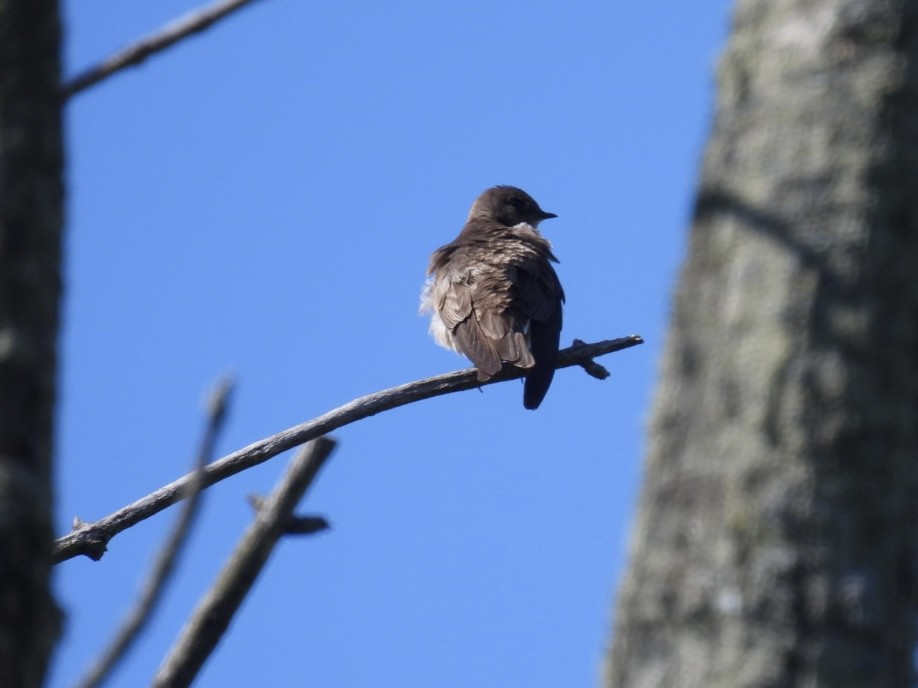 Northern Rough-winged Swallow - Vikki Jones