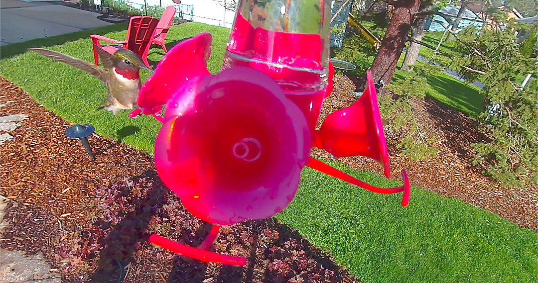 Ruby-throated Hummingbird - ML618642889